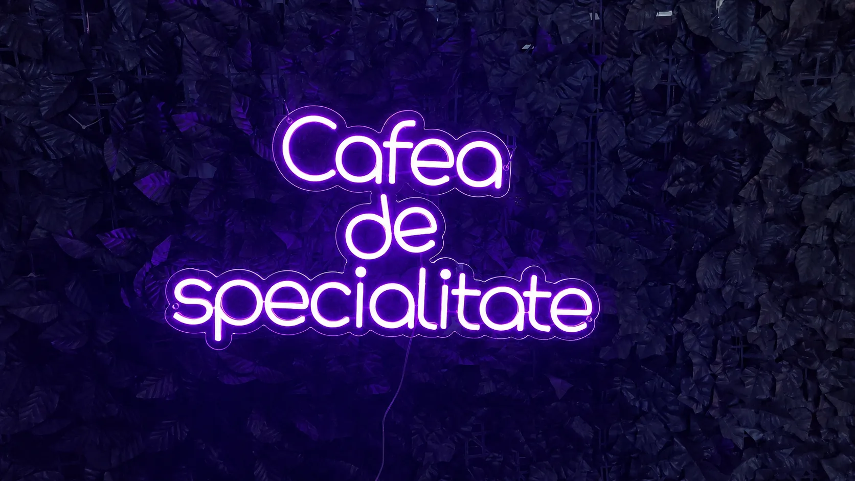 Cafea de Specialitate